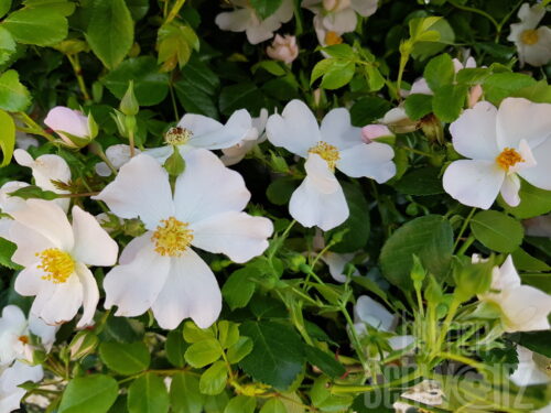 Rosa Escimo