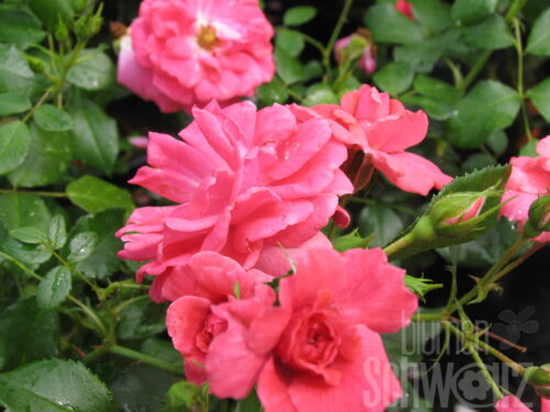 Rosa Moin Moin, 90cm Stamm