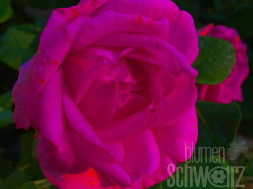 Rosa Bellevue,90cm Stamm