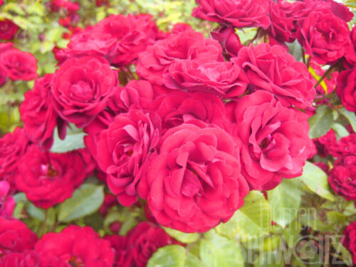 Rosa Florentina, Kletterrose rot