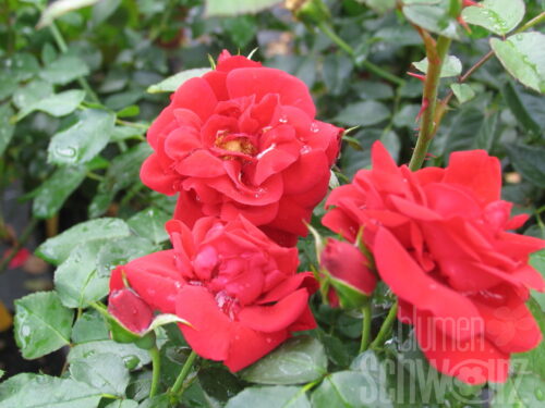 Rosa Cherry Girl 90cm Stamm