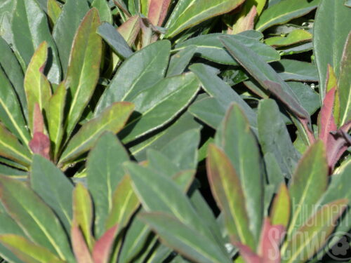 Euphorbia Miners Merlot, Wolfsmilch