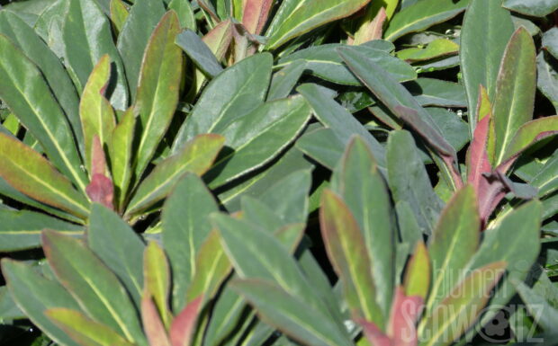 Euphorbia Miners Merlot, Wolfsmilch