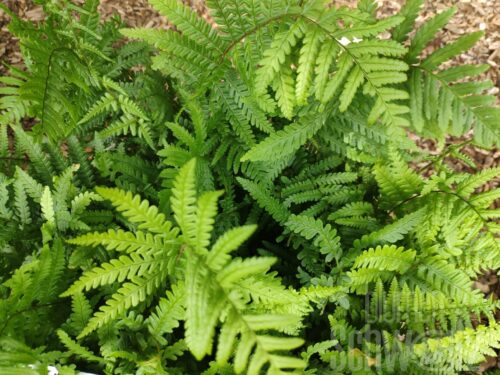 Dryopteris affinis, Goldschuppenfarn