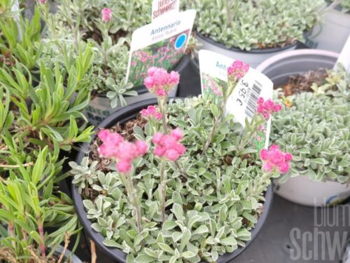 Antennaria, Katzenpfötchen