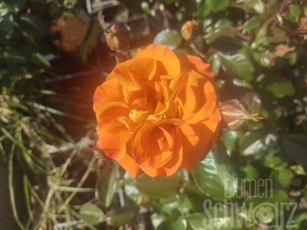 Rosa Westzeit, orange Beetrose