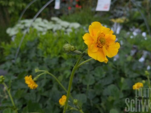 Geum mont. Lady Stratheden - Gelber Nelkenwurz