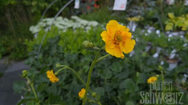 Geum mont. Lady Stratheden - Gelber Nelkenwurz