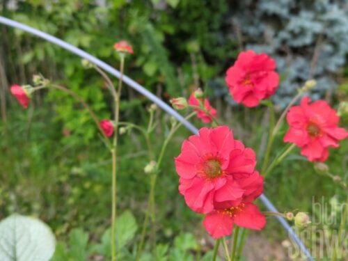 Geum mont. Mrs. Bradshaw - Roter Nelkenwurz