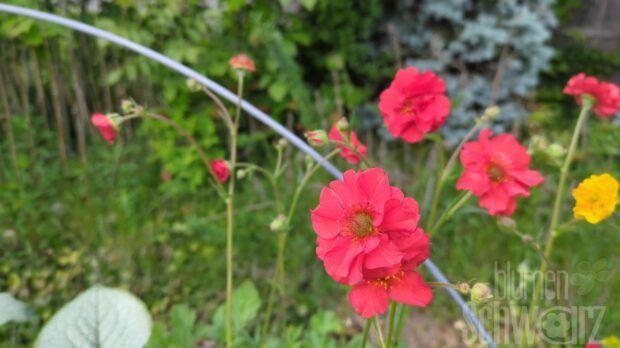 Geum mont. Mrs. Bradshaw - Roter Nelkenwurz