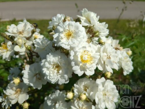 Rosa Guirlande d Amour