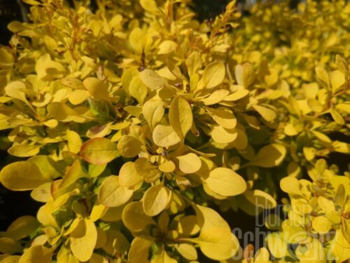Berberis t. Golden Nugget T17 - Gelbe Berberitze
