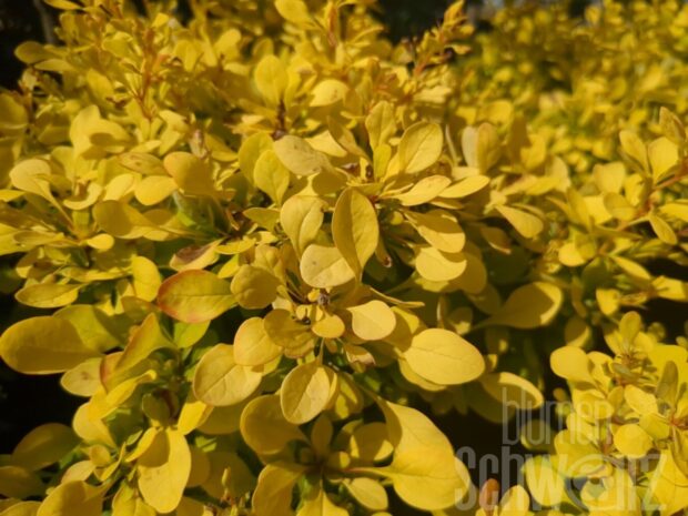 Berberis t. Golden Nugget T17 - Gelbe Berberitze