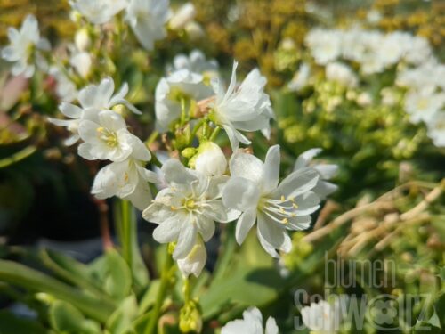 Lewisia cotyledon