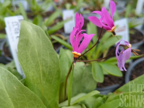 Dodecatheon meadia Götterblume