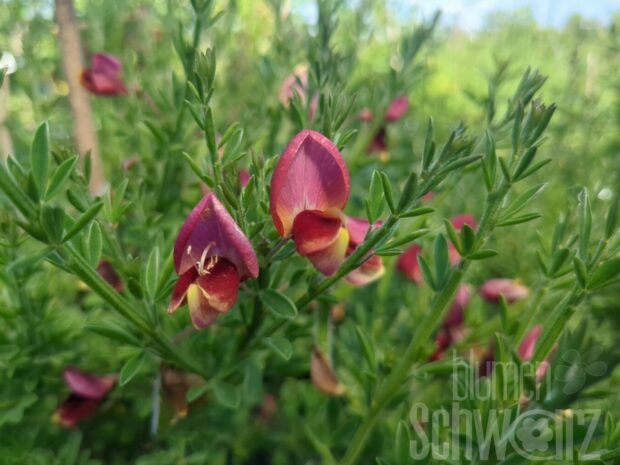 Cytisus sco. Frisia T17 - Kaminroter Edelginster