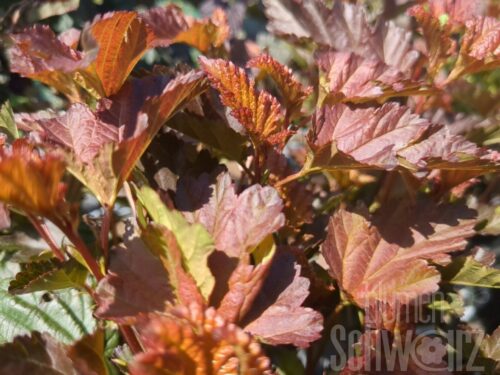 Physocarpus op. Andre T17 - Rotblätt. Fasanenspiere