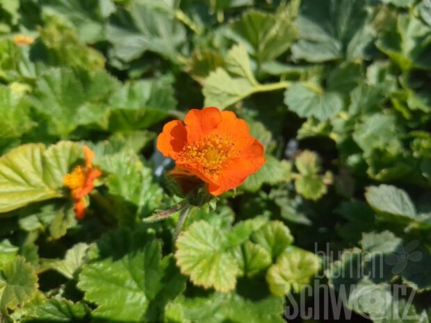 Geum Orange Queen, Nelkenwurz