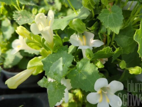 Lophospermum Compact White, Klettergloxinie