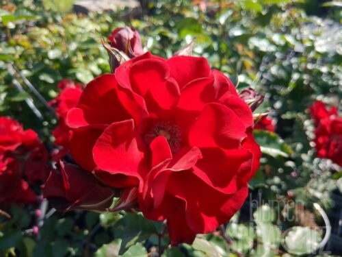 Rosa Roter Korsar, Strauchrose
