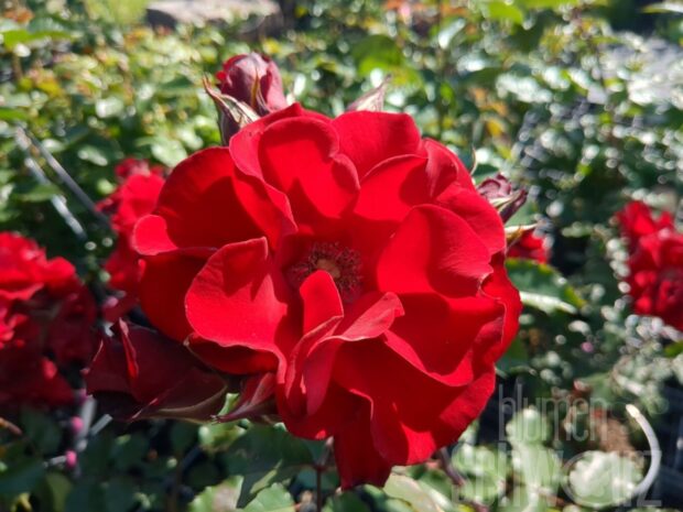 Rosa Roter Korsar, Strauchrose