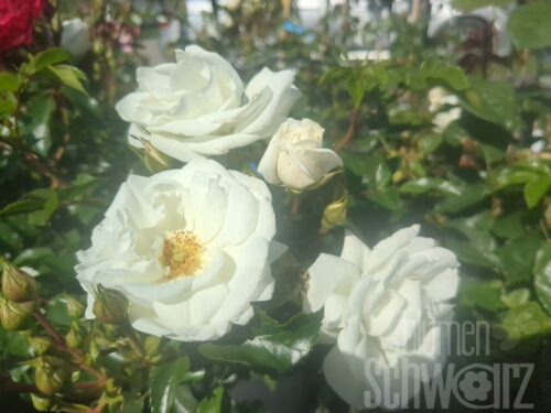Rosa Innocencia, Rigorose