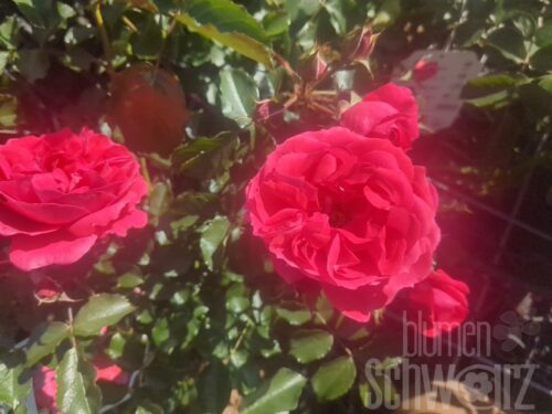 Rosa Moin Moin