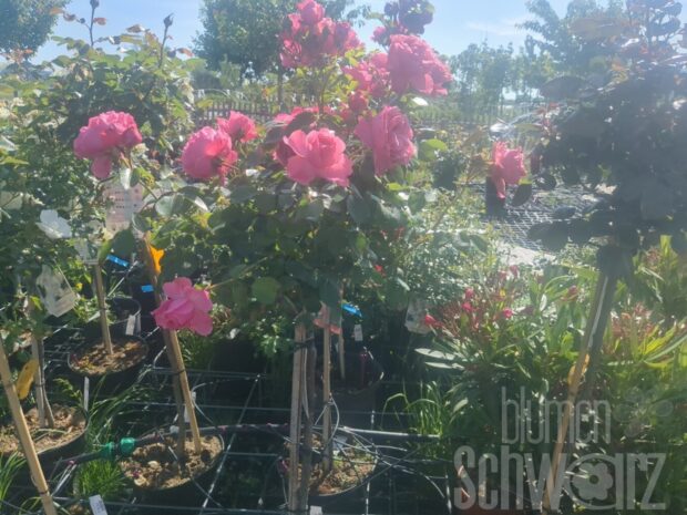 Rosa Leonardo da Vinci, 60cm Hochstamm