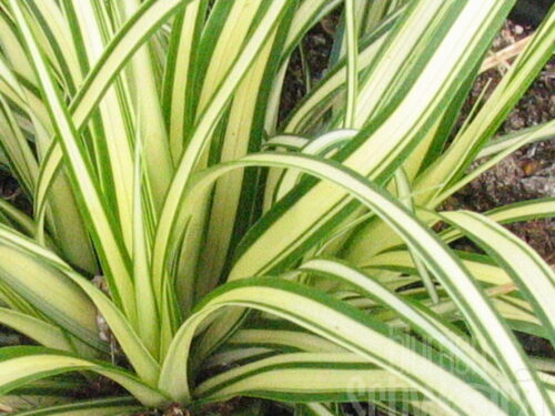 Carex osh. Evergold, Segge