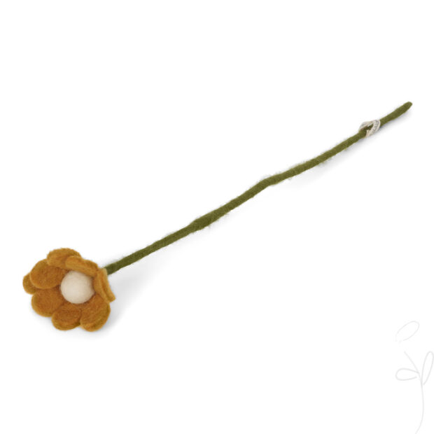 Anemone Yellow