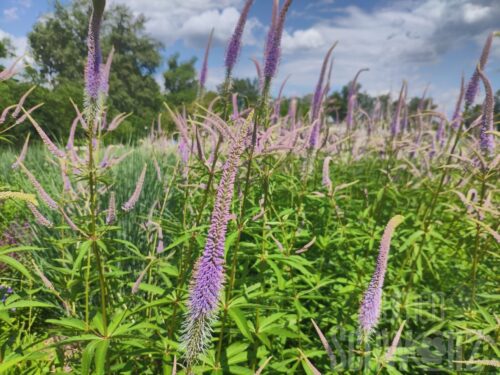 Veronicastrum Diana, Weißer niedr. Kandelabar