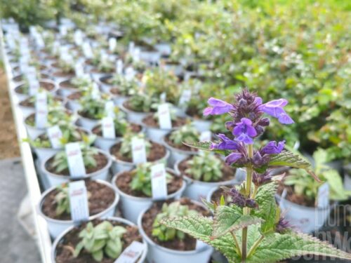 Nepeta Neptune, Katzenminze