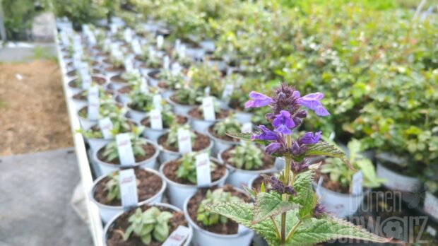 Nepeta Neptune, Katzenminze