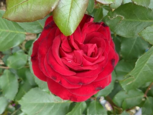 Rosa Rouge Meilove