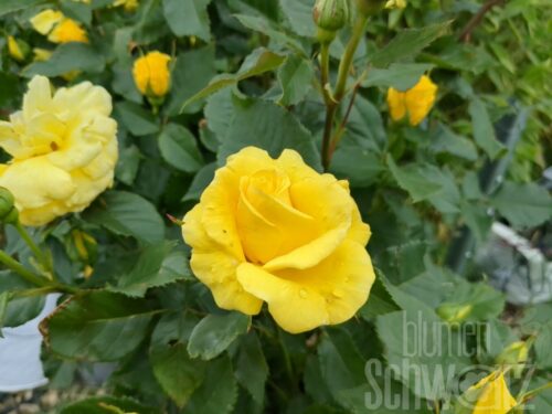 Rosa Frisia, 90cm Stamm