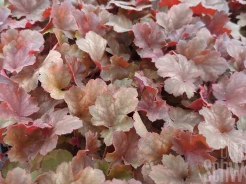 Heuchera Cherry Cola, P-Glöckchen