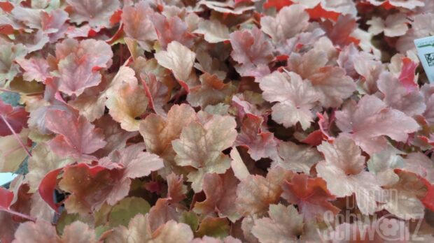 Heuchera Cherry Cola, P-Glöckchen