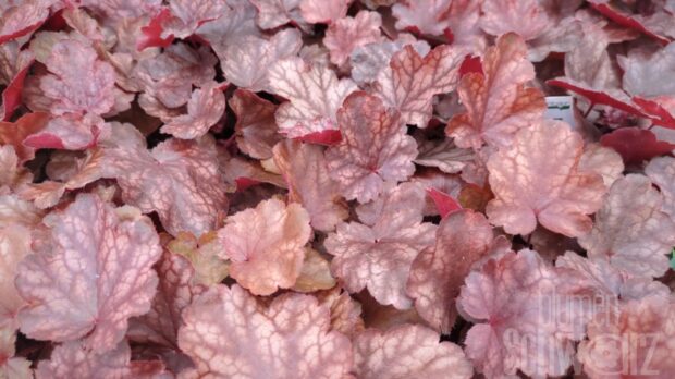 Heuchera Fire Chief, P.-Glöckchen