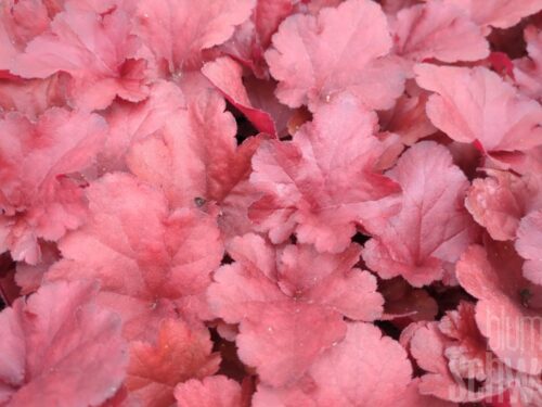 Heuchera Forever Red, P-Glöckchen