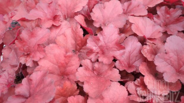 Heuchera Forever Red, P-Glöckchen