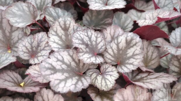 Heuchera Silver Lord, P-Glöckchen
