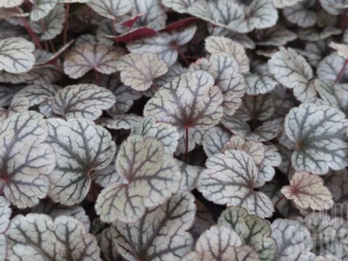 Heuchera Sugar Frosting, P-Glöckchen