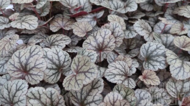 Heuchera Sugar Frosting, P-Glöckchen