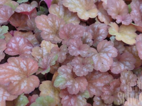 Heuchera Sweet Princess, P-Glöckchen