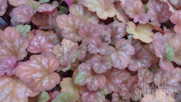 Heuchera Sweet Princess, P-Glöckchen