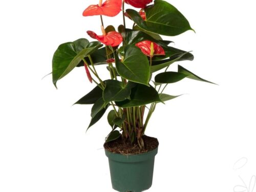 Anthurium (Andreanum Grp) Solara