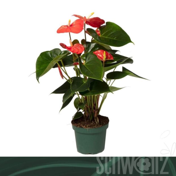 Anthurium (Andreanum Grp) Solara
