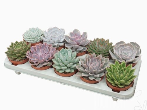 Echeveria gemischt
