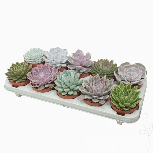 Echeveria gemischt