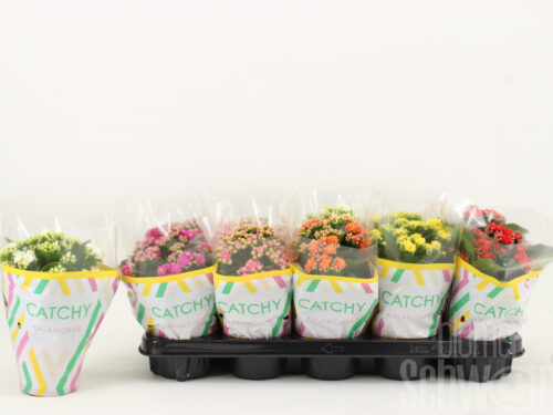 Kalanchoe blossfeldiana gefüllt gemischt 5 Farben